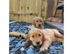 Golden Retriever Puppy for sale in Deltona, FL, USA