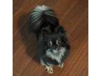 Pekingese Puppy for sale in Oregon City, OR, USA
