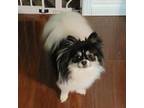 Pekingese Puppy for sale in Oregon City, OR, USA