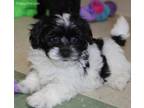 Mutt Puppy for sale in Sylvania, GA, USA