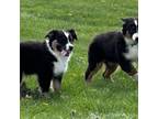 Mutt Puppy for sale in Paxton, IL, USA