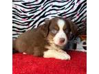 Mutt Puppy for sale in Paxton, IL, USA