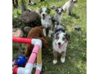 Miniature Australian Shepherd Puppy for sale in Paxton, IL, USA