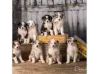 Expected AKC Litter of 7