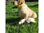 Golden Retriever Puppy for sale in Churchville, VA, USA