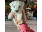 Scottish Terrier Puppy for sale in Shallotte, NC, USA
