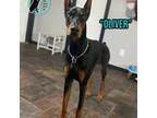 Doberman Pinscher Puppy for sale in Brooksville, FL, USA