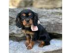 Cavalier King Charles Spaniel Puppy for sale in Lisbon, OH, USA