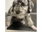 Mutt Puppy for sale in Eden, NC, USA