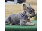 French Bulldog Puppy for sale in Kernersville, NC, USA