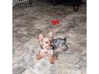 Yorkshire Terrier Puppy for sale in Tampa, FL, USA