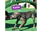 Adopt Katie a American Staffordshire Terrier