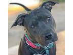 Adopt WILLOW* a Pit Bull Terrier
