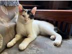 Adopt Sandy a Turkish Van, Domestic Short Hair