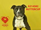 Adopt BUTTERCUP a Pit Bull Terrier