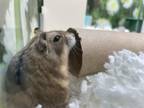 Adopt FRANCESCA a Hamster