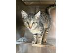 Adopt Donald a Domestic Short Hair