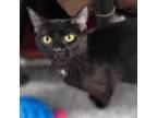 Adopt Patches a Domestic Short Hair
