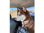 Adopt Mora a Siberian Husky