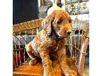 F1b goldendoodle-Tan