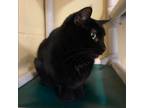 Adopt Princess a Domestic Short Hair