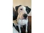 Adopt Billie a Pit Bull Terrier