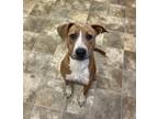 Adopt Mary Jane a Mountain Cur