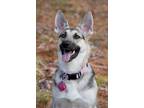 Adopt Nikita a German Shepherd Dog