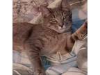 Adopt Baby Nova~ Courtesy a Domestic Short Hair, Tabby