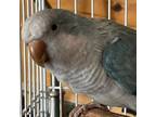 Adopt Dallas a Quaker Parakeet