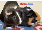 Adopt Rogue (Bonded W/ Mocha) a Guinea Pig
