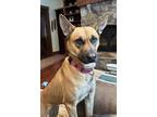 Adopt Maybelle a Husky, Cattle Dog