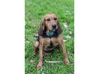 Adopt Princess a Black and Tan Coonhound, Bloodhound