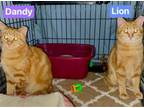 Adopt Dandy & Lion a American Shorthair, Domestic Short Hair