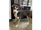 Adopt Lucy a Pit Bull Terrier, Husky