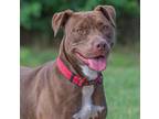Adopt Cocoa Pup Needs foster/adopter a Chocolate Labrador Retriever