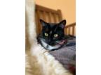 Adopt Nixie a Domestic Short Hair