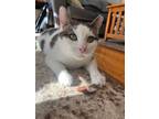 Adopt Crouton a Domestic Short Hair