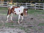 Adopt Autumn - SPONSORSHIP ONLY a Paint / Pinto