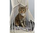 Adopt Desdemona a Domestic Short Hair