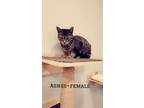 Adopt Agnes a Domestic Short Hair