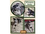 Adopt Whoopsie Daisy a Catahoula Leopard Dog