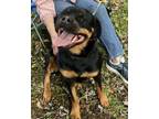 Adopt SNICKERS 2 a Rottweiler