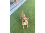 Adopt FOXY a Mixed Breed, Pit Bull Terrier