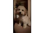 Adopt Pattie a Bichon Frise, Miniature Poodle