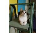 Adopt Daisy - Sweet Playful Daisy a American Shorthair