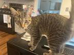 Adopt Tinsel a Tabby, Domestic Short Hair