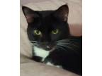Adopt Coral a Bombay, American Shorthair