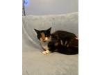 Adopt Goodie a Domestic Short Hair