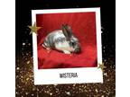 Adopt Wisteria a Bunny Rabbit